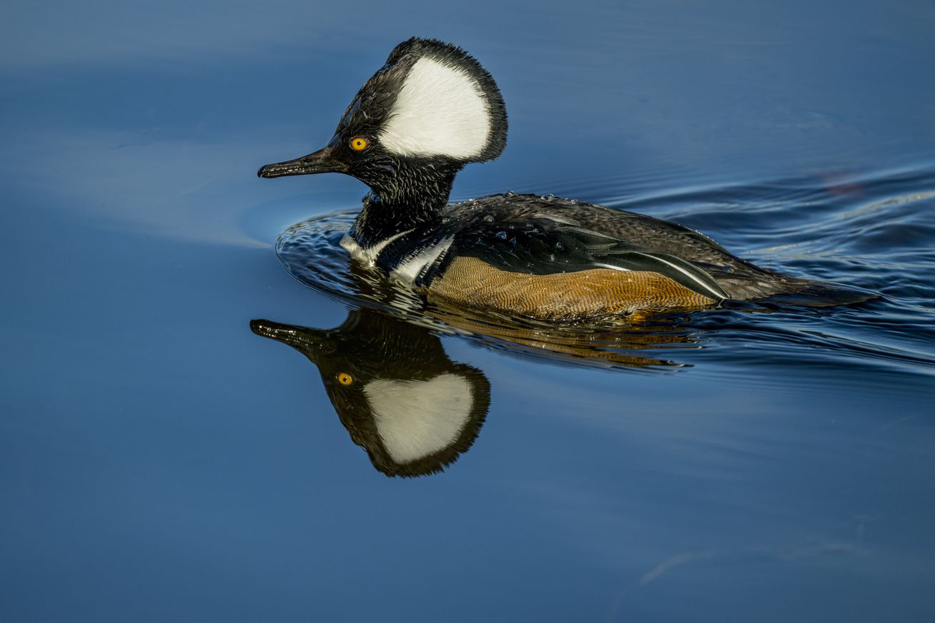 A male (drake) Hooded Merganser (Lophodytes cucullatus) is...